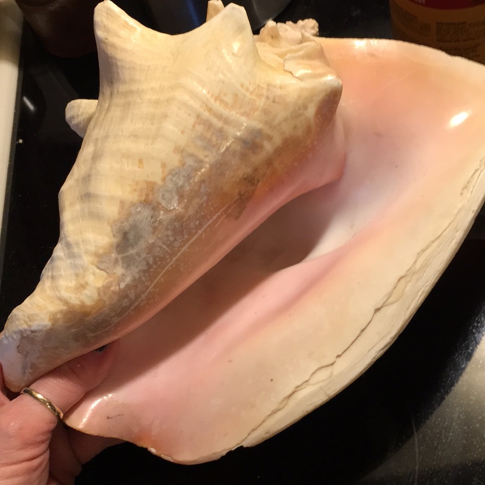 Seashell - Picture 7 of 8
